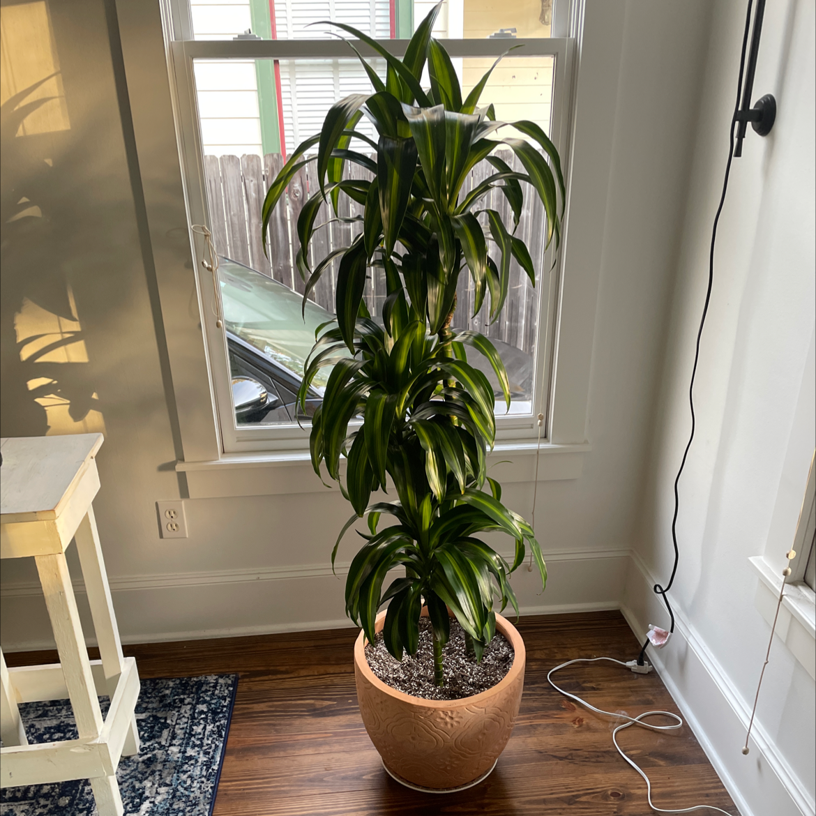 Dracaena 'Hawaiian Sunshine' plant in a pot indoors near a window.