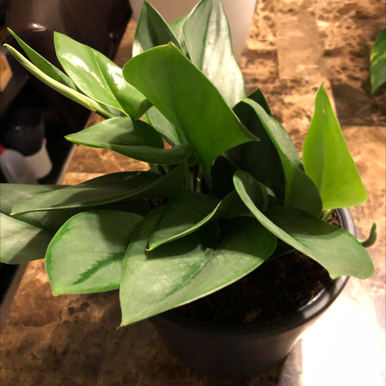 Healthy Scindapsus treubii 'Moonlight' plant in a pot with vibrant green leaves.