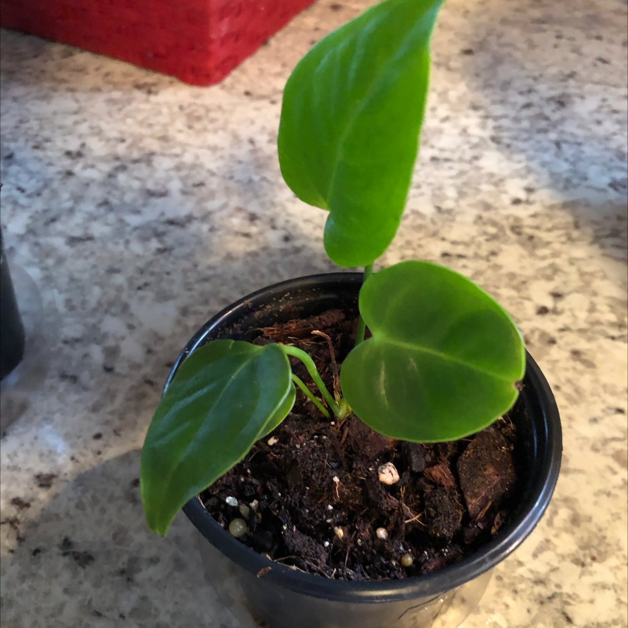 Photo of the plant species Anthurium veitchii by Nicole named Vinny on Greg, the plant care app