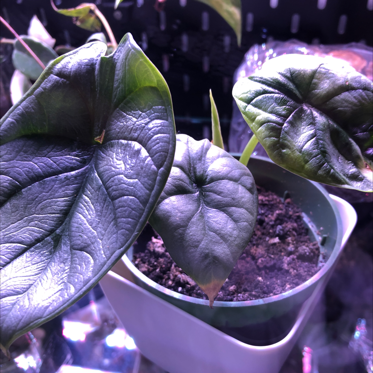 Potted Silver Dragon plant with dark green, textured leaves and visible soil.