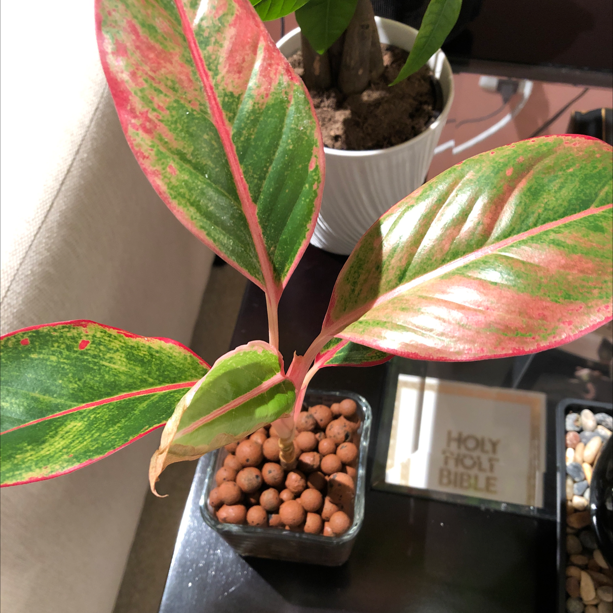 Red Siam Aurora Aglaonema plant with vibrant green and red leaves in a small pot with clay pebbles.