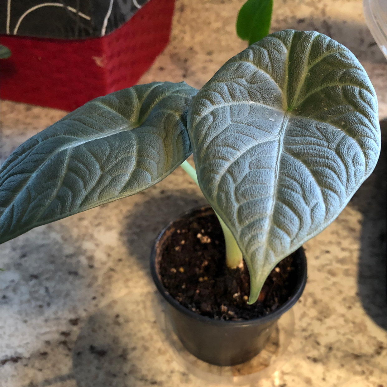 Potted Alocasia 'Maharani' plant with two healthy leaves.