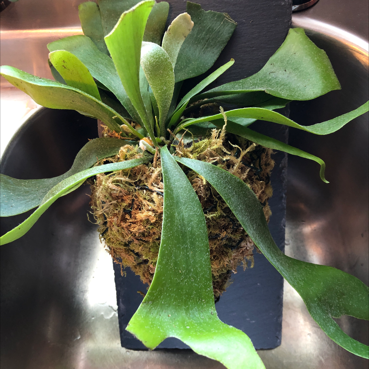 Photo of the plant species Elkhorn Fern by Nicole named Stag on Greg, the plant care app