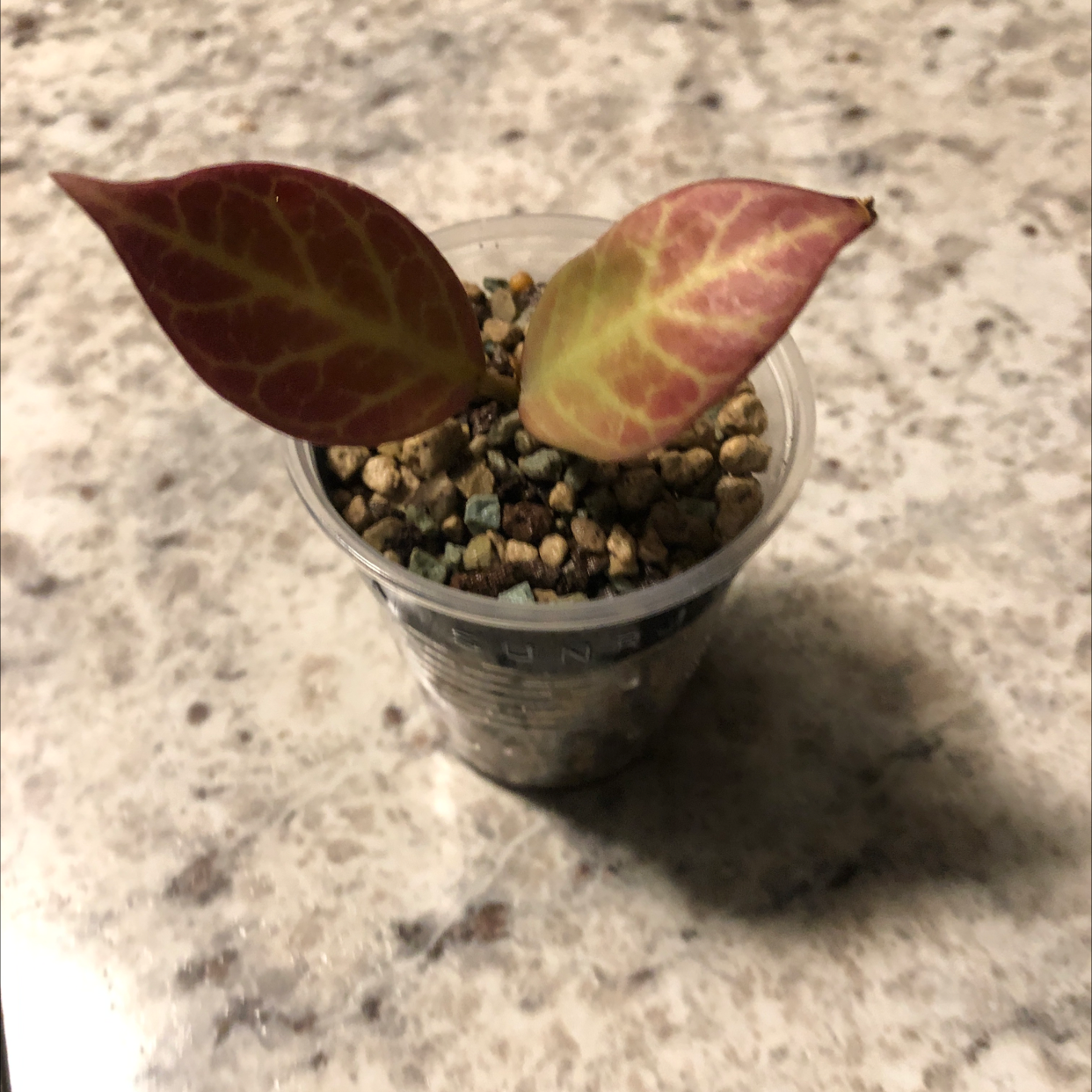 Photo of the plant species Hoya 'Sunrise' by Nicole named Sunny on Greg, the plant care app