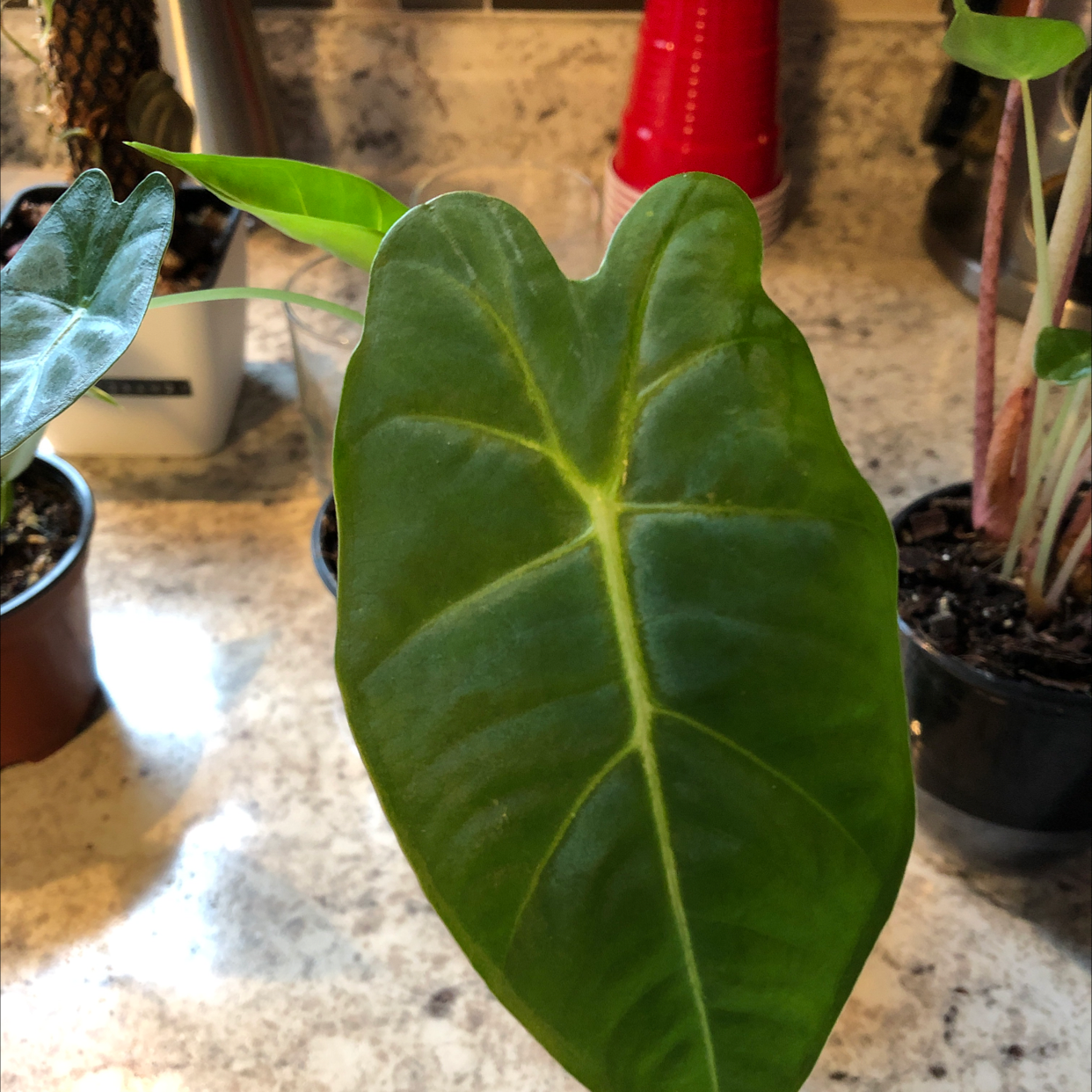 Photo of the plant species Alocasia 'Frydek' by Nicole named Fred on Greg, the plant care app