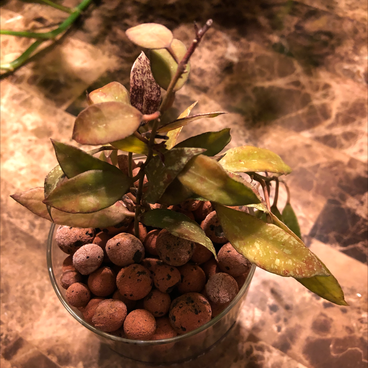Hoya lacunosa plant in a glass container with clay pebbles, showing yellowing and browning leaves.