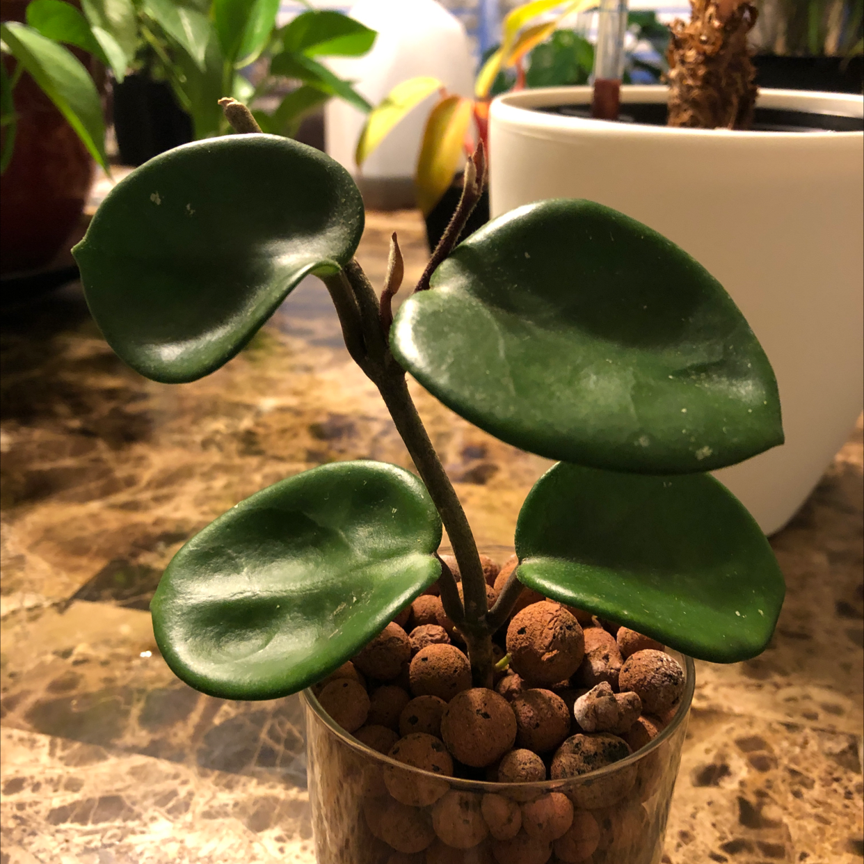 Photo of the plant species Chelsea Hoya by Nicole named Chelsea on Greg, the plant care app