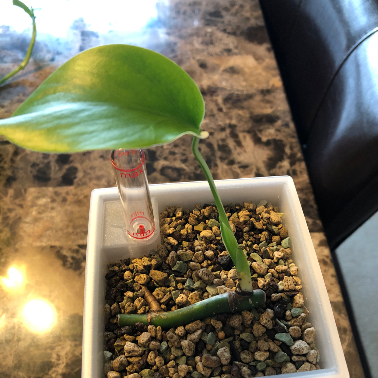 Variegated Monstera plant in a white pot with pebbles and a water level indicator.