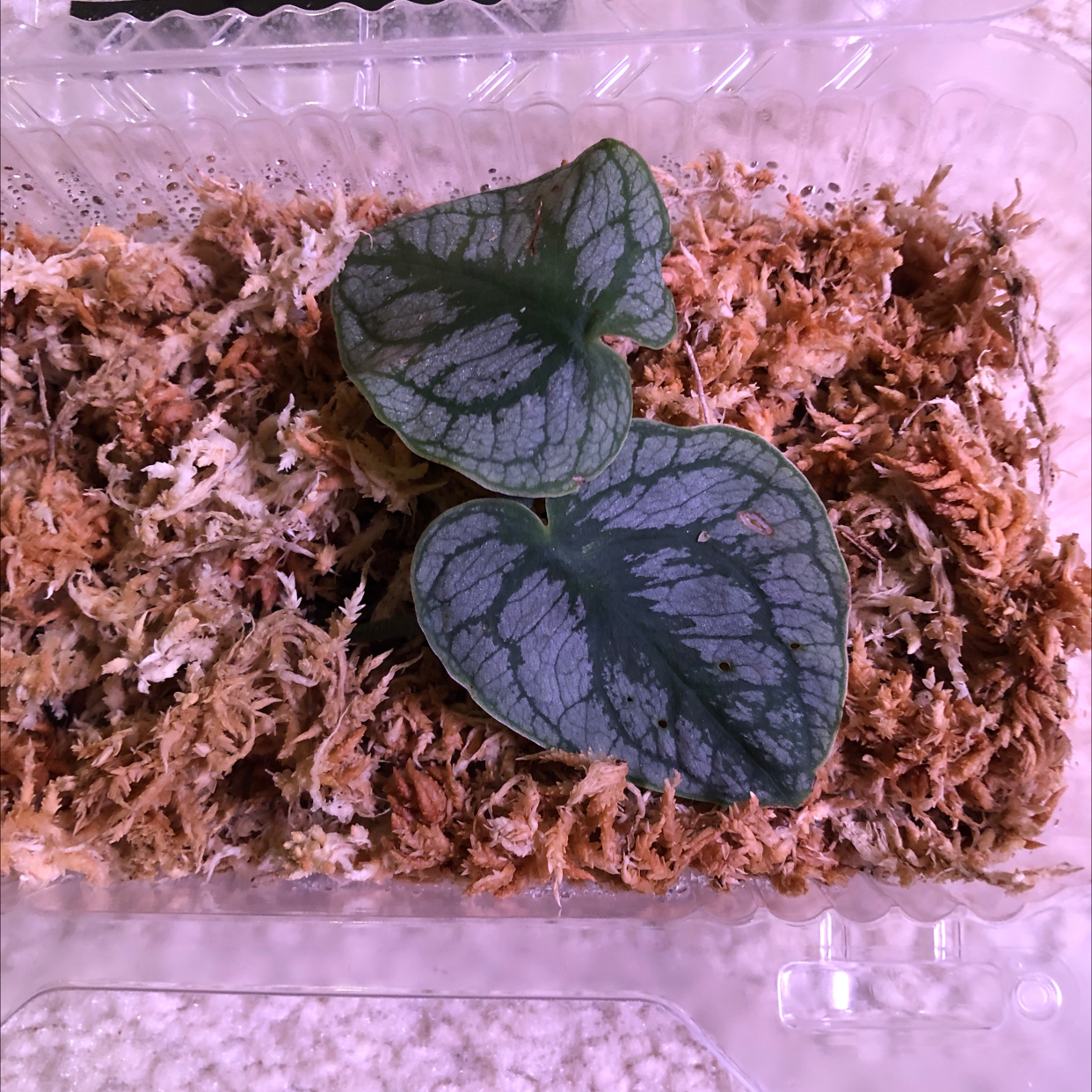 Shingle Plant with two healthy leaves in a container with moss.