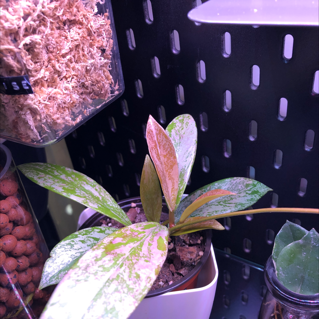 Photo of the plant species Hoya khroniana Silver Splash by Nicole named Splash on Greg, the plant care app