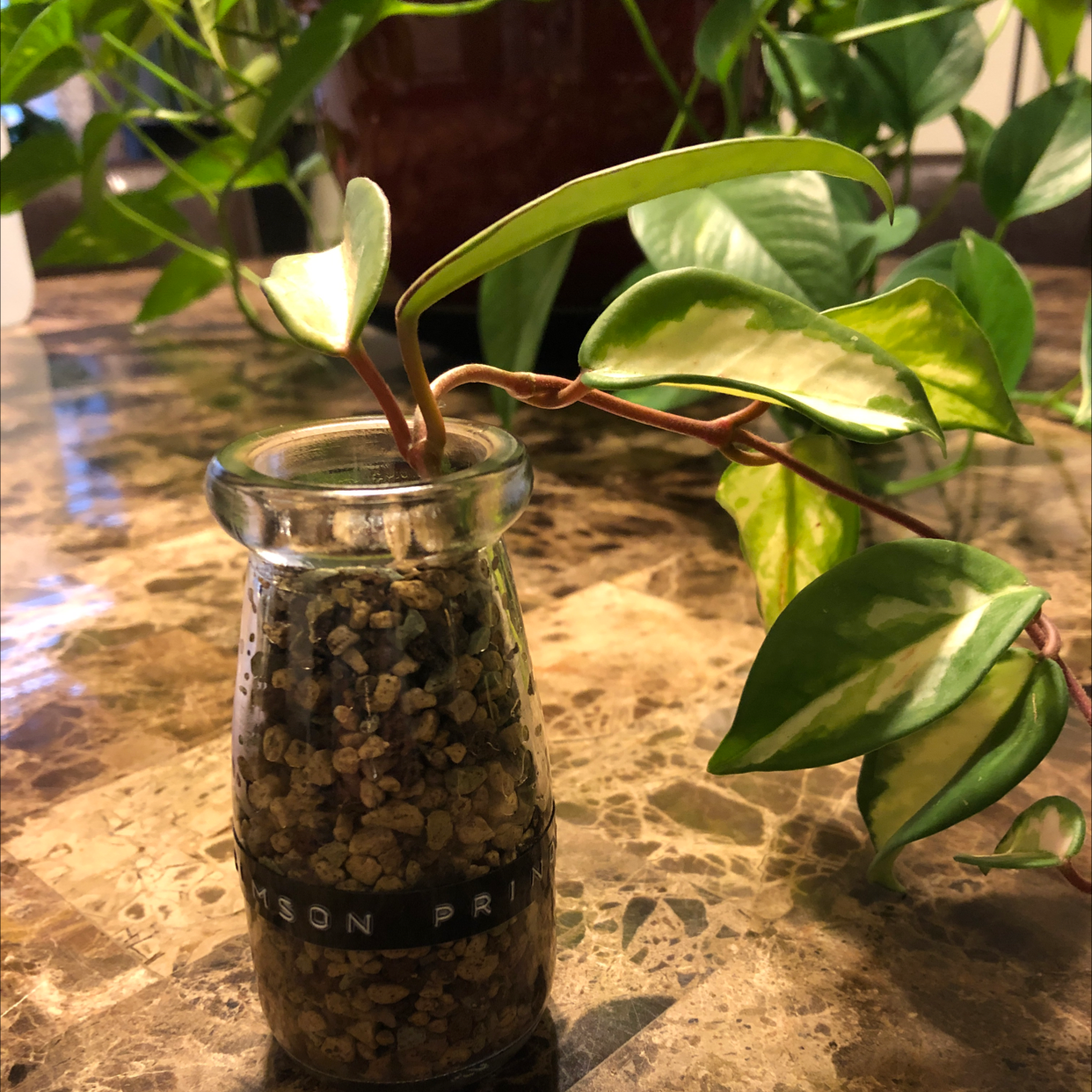 Photo of the plant species Krimson Princess Hoya by Nicole named KP on Greg, the plant care app