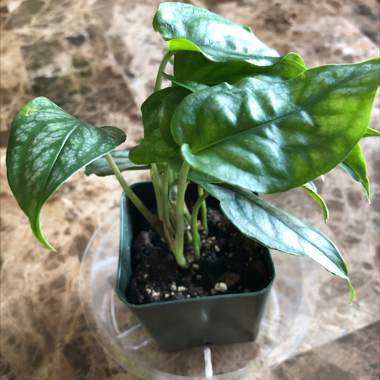 A healthy Silver Monstera plant in a small pot with visible soil.
