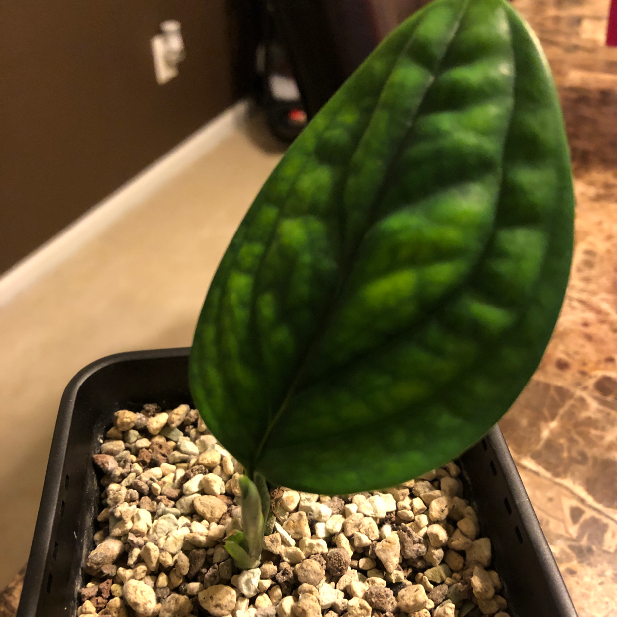 Photo of the plant species Monstera pinnatipartita by Nicole named Blu on Greg, the plant care app