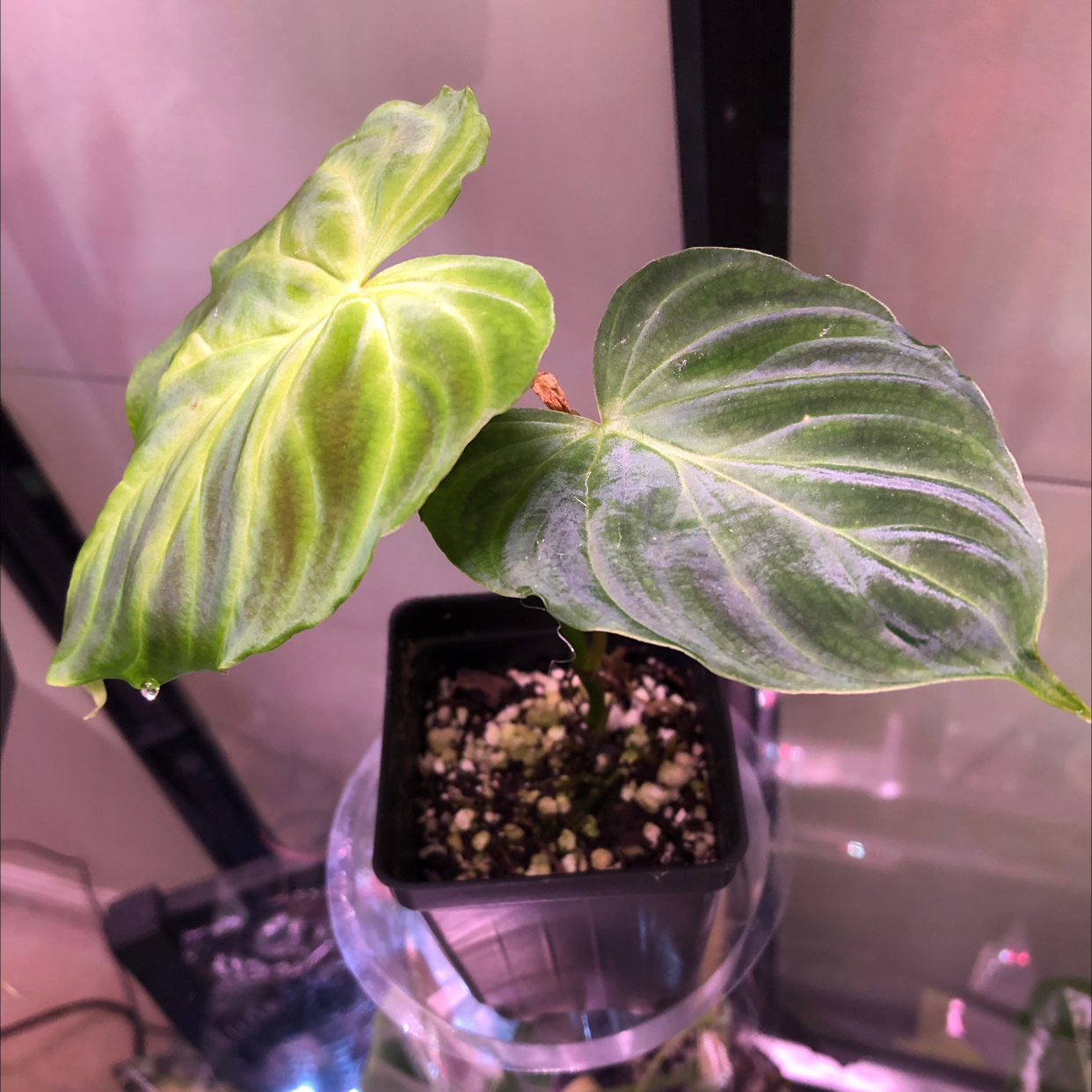Ecuador Philodendron plant in a pot with healthy green leaves.