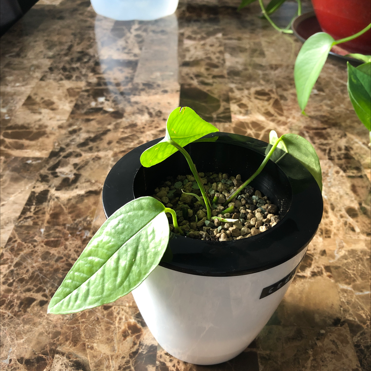 Cebu Blue Pothos plant in a white pot with a black rim on a marble surface.