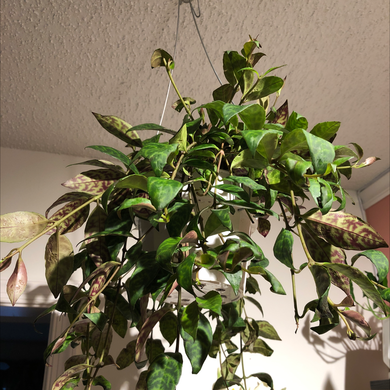 Photo of the plant species Lipstick Plant by Nicole named Lipstick on Greg, the plant care app