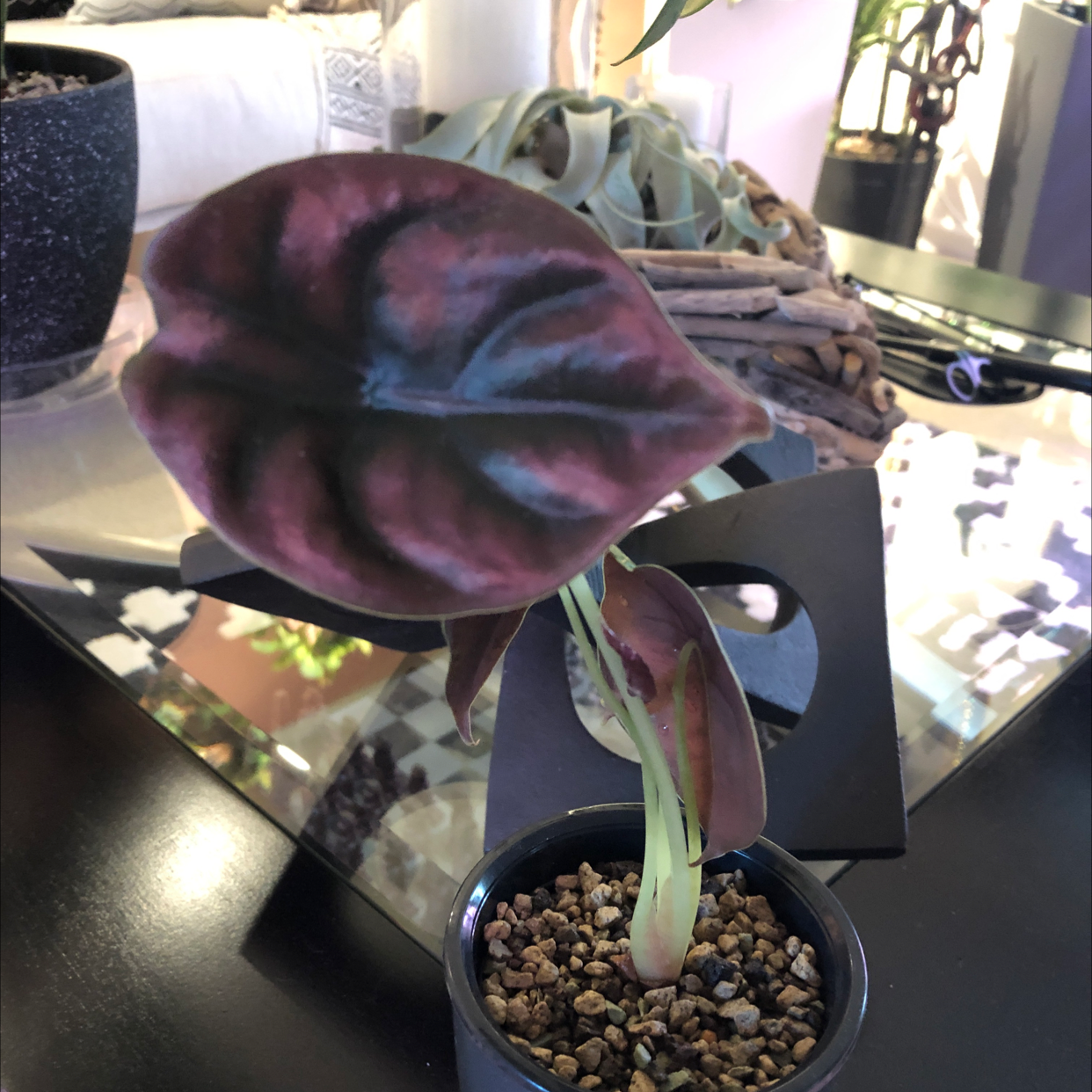 Photo of the plant species Alocasia ‘Red Secret’ by Nicole named Cupid on Greg, the plant care app