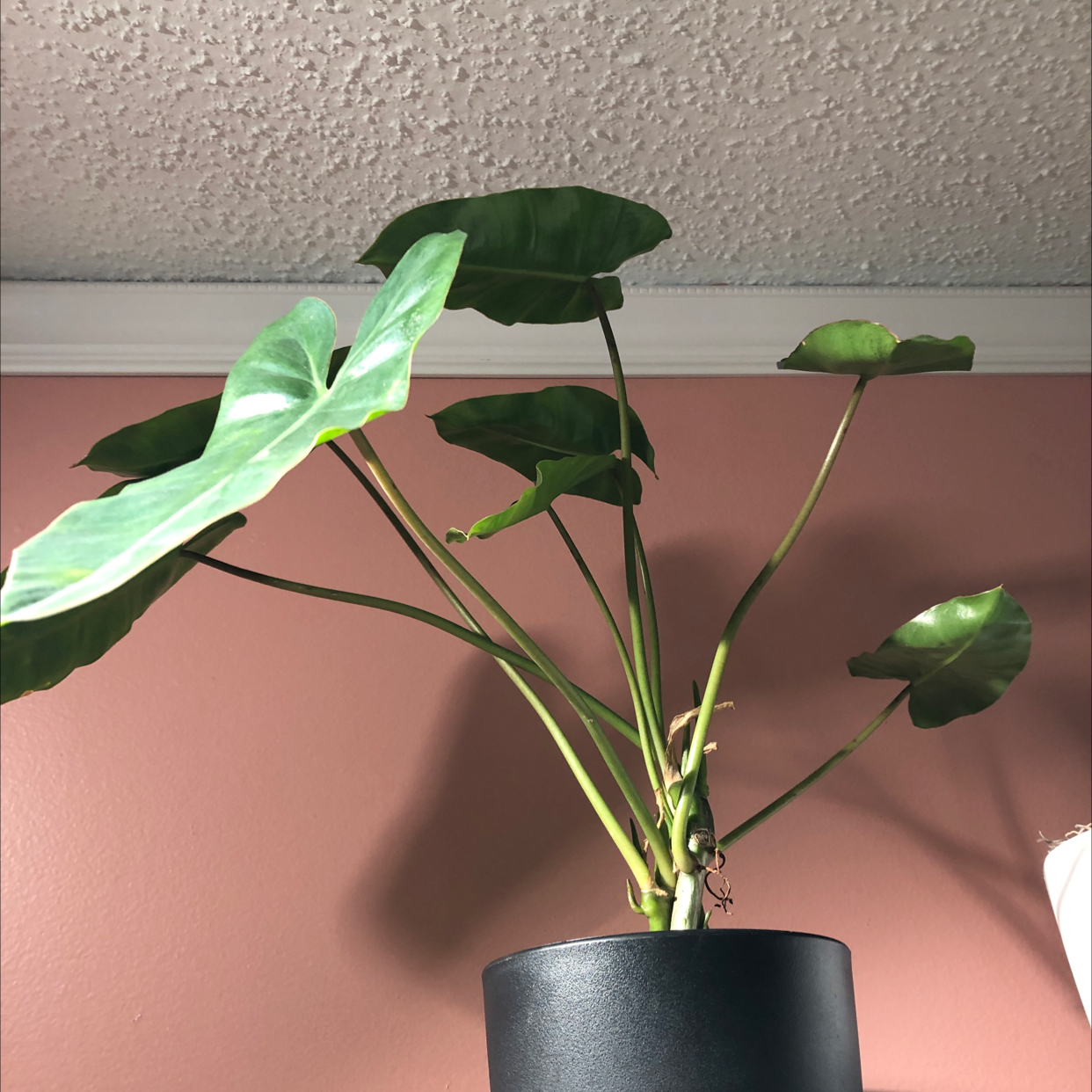 Potted Burle Marx plant with large green leaves against a plain wall.