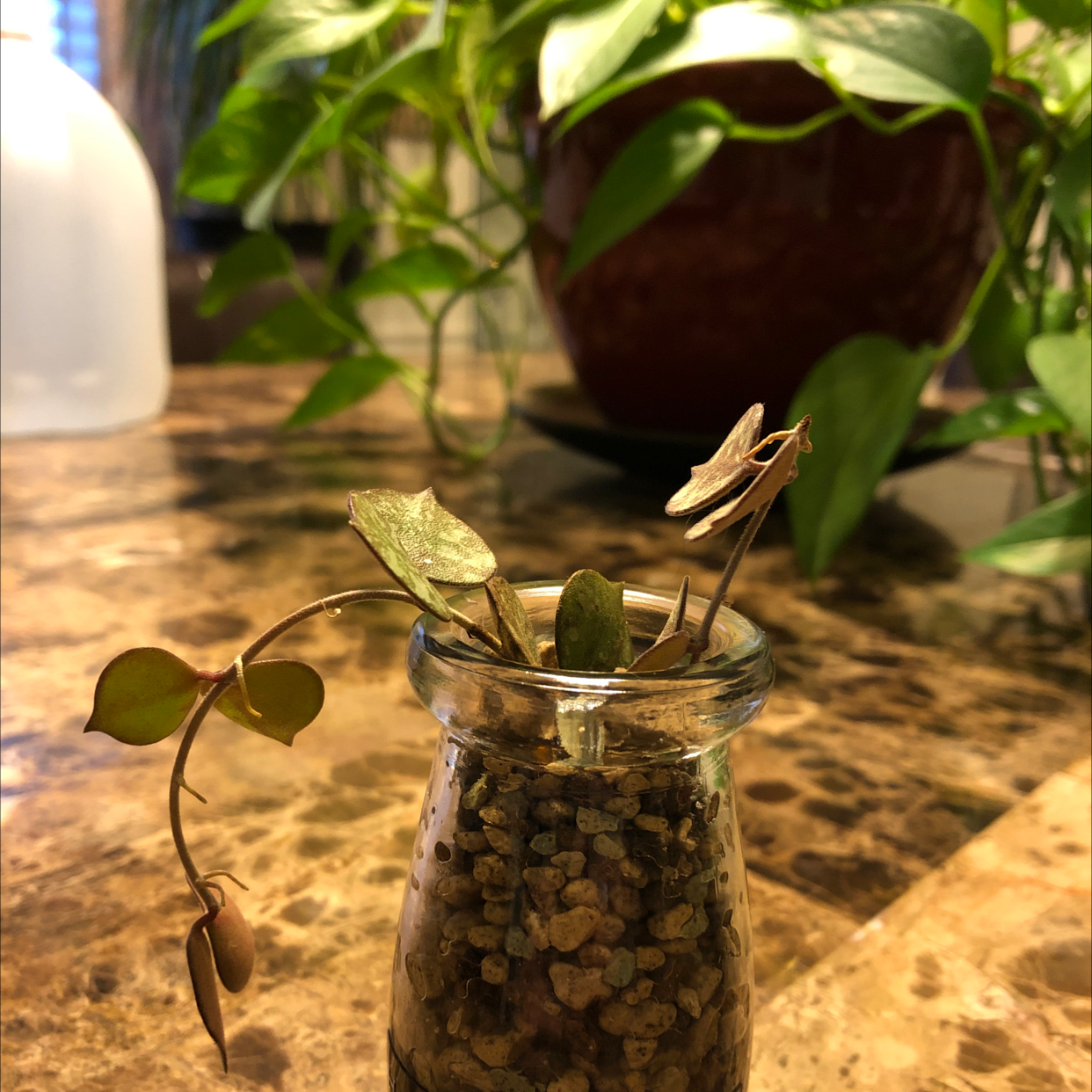 Photo of the plant species Fung Wax Flower by Nicole named Curtis on Greg, the plant care app