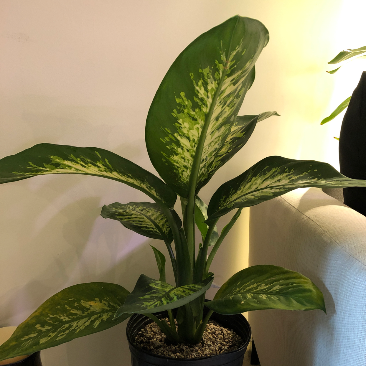 Healthy Dumbcane Tropic Snow plant with vibrant variegated leaves in a pot.