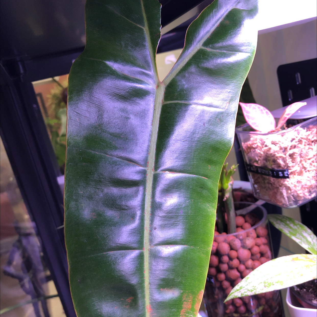 Philodendron billietiae leaf with some browning at the bottom, glossy green surface.
