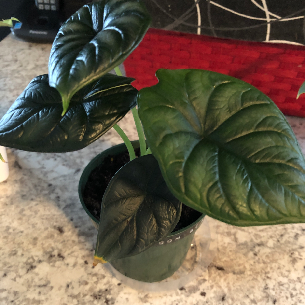 Alocasia 'Dragon Scale' plant with dark green, textured leaves in a green pot.