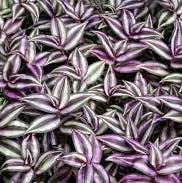 Tradescantia Zebrina plant photo by @Haidyn named Your plant on Greg, the plant care app.