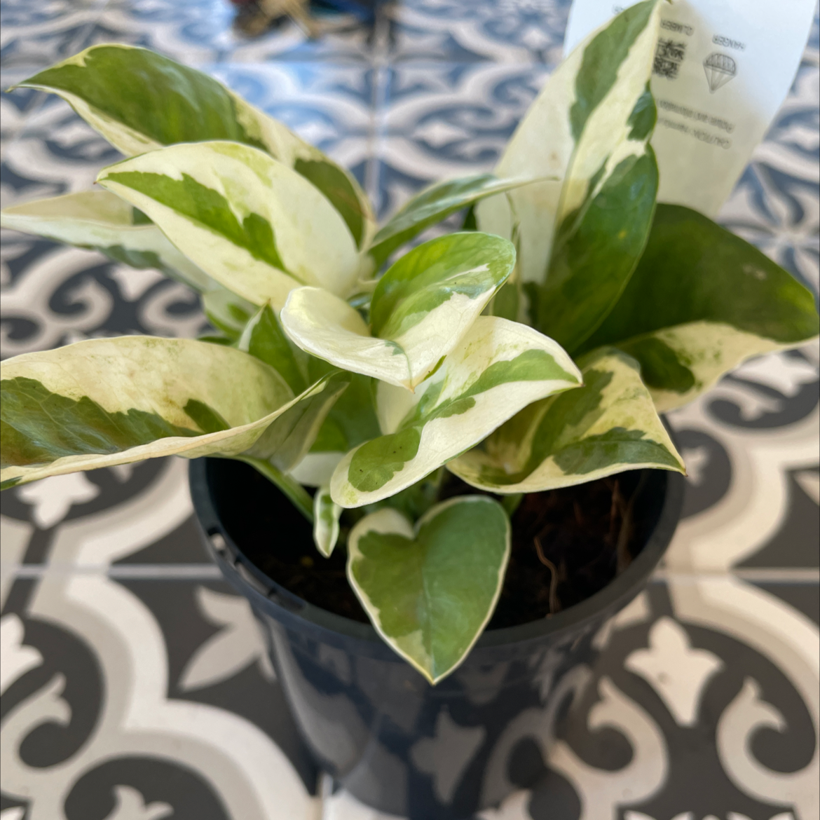 Snow Queen Pothos plant in a black pot with variegated green and white leaves.