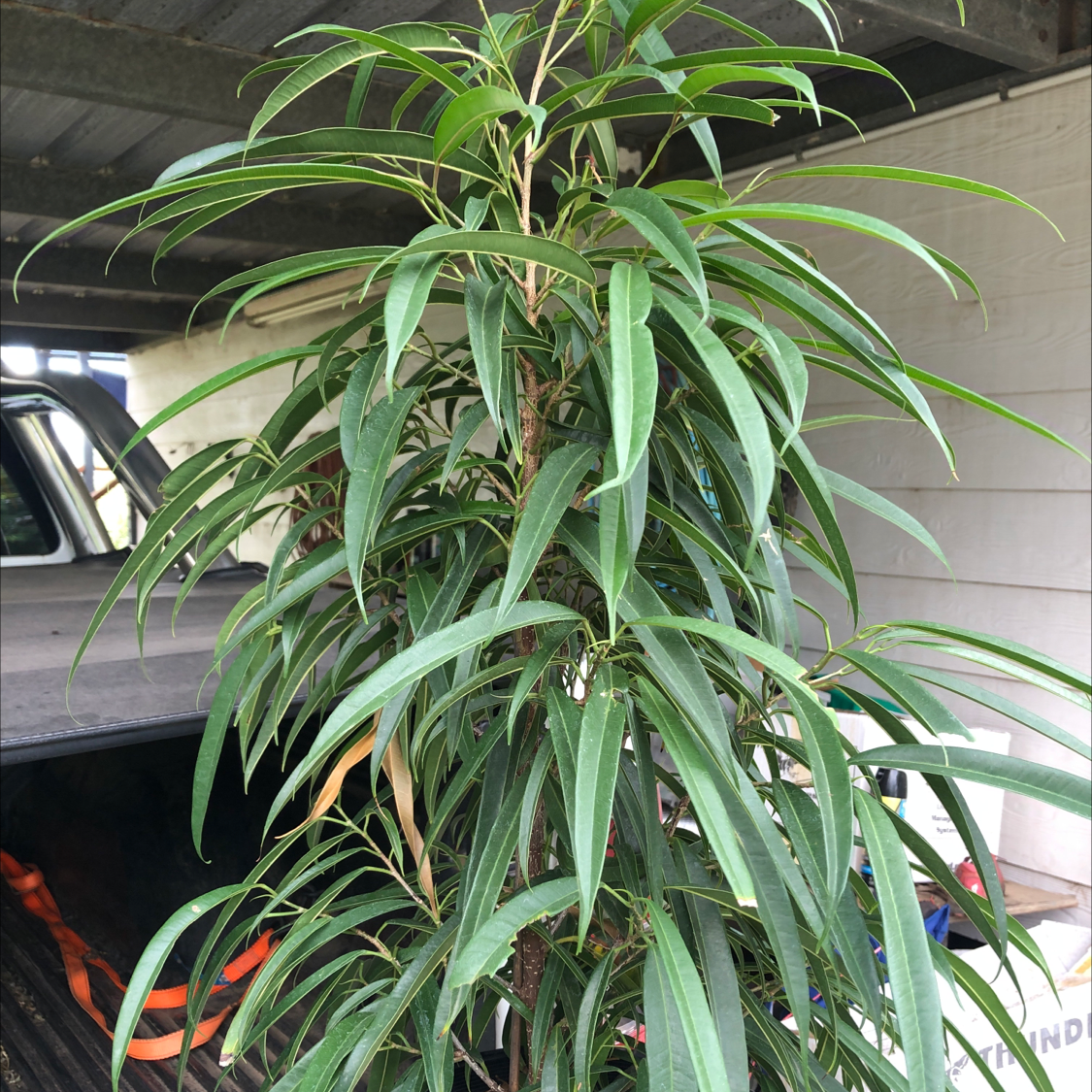 Photo of the plant species Ficus Alii by @dogbiskit named Ali on Greg, the plant care app