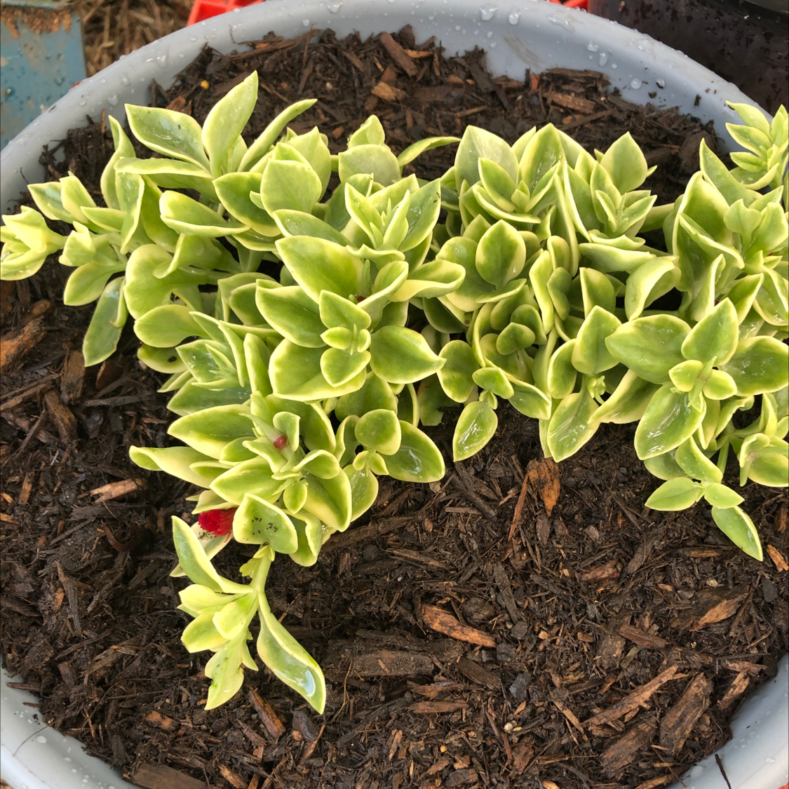 Healthy Baby Sun Rose plant in a pot with visible soil.