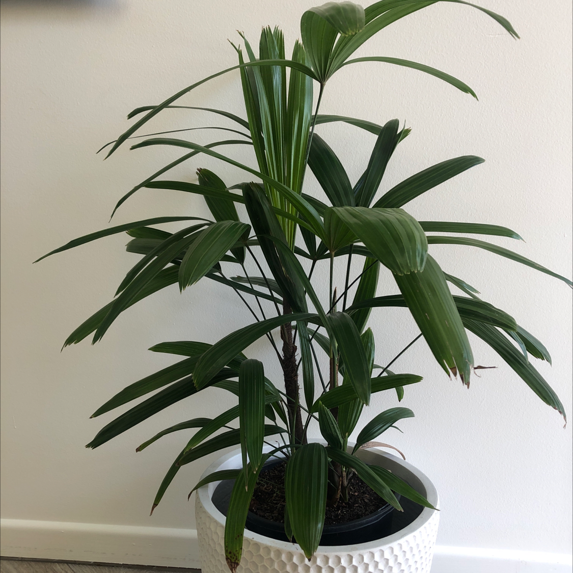 Photo of the plant species Rhapsis Palm by @dogbiskit named Lady Rhapis on Greg, the plant care app