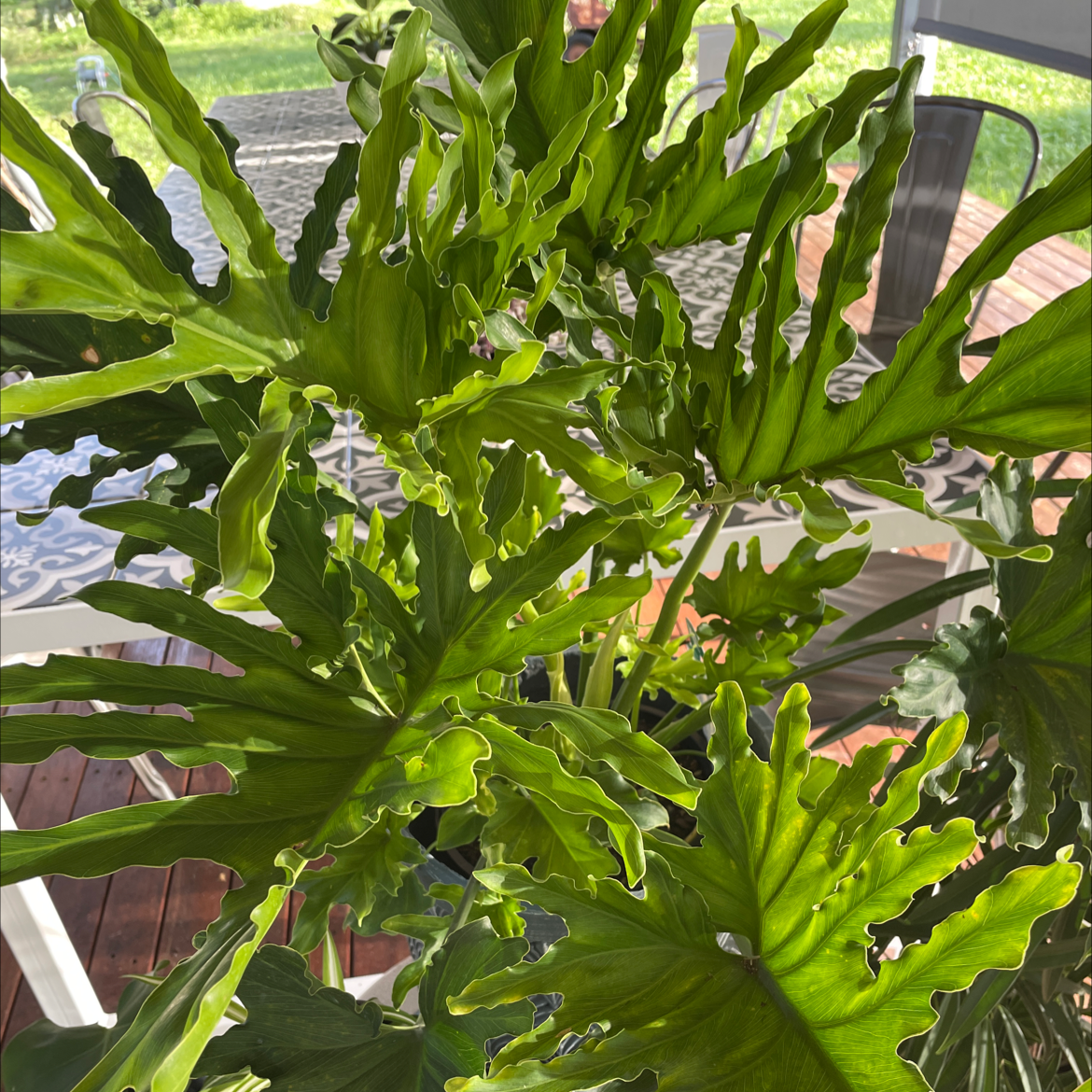 Photo of the plant species Philodendron 'Hope Selloum' by @dogbiskit named Lickety Split on Greg, the plant care app