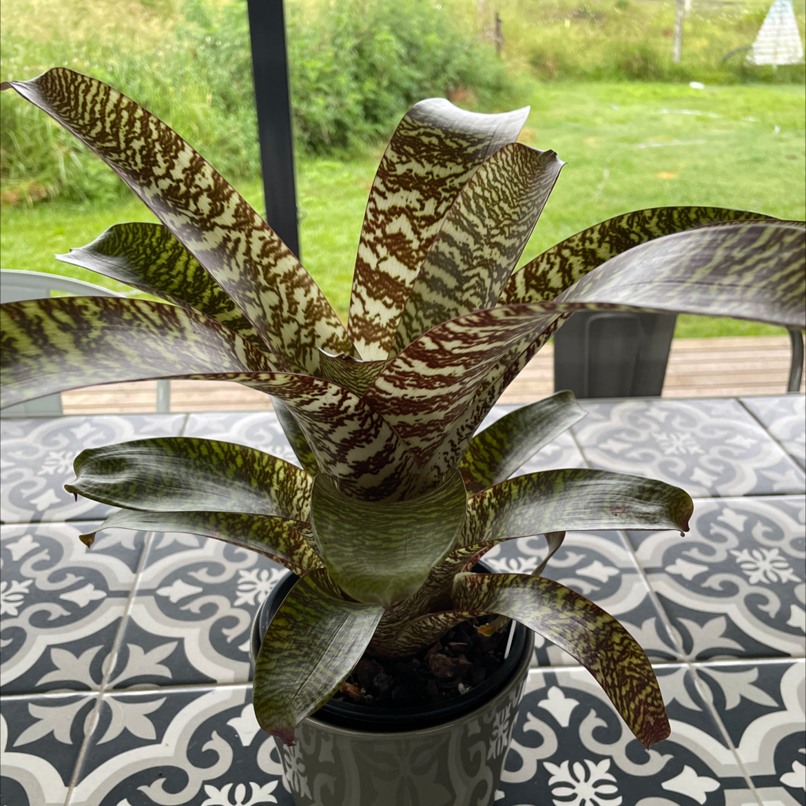 Photo of the plant species Vriesea 'Godzilla x Kiwi Blonde' by @dogbiskit named Godzilla Blonde on Greg, the plant care app