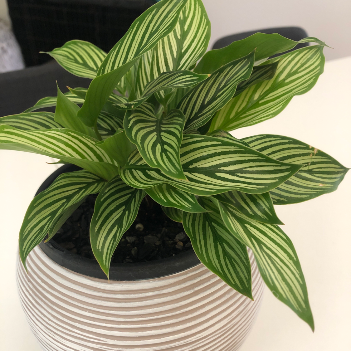 Photo of the plant species Calathea Vittata by @dogbiskit named Stripes on Greg, the plant care app