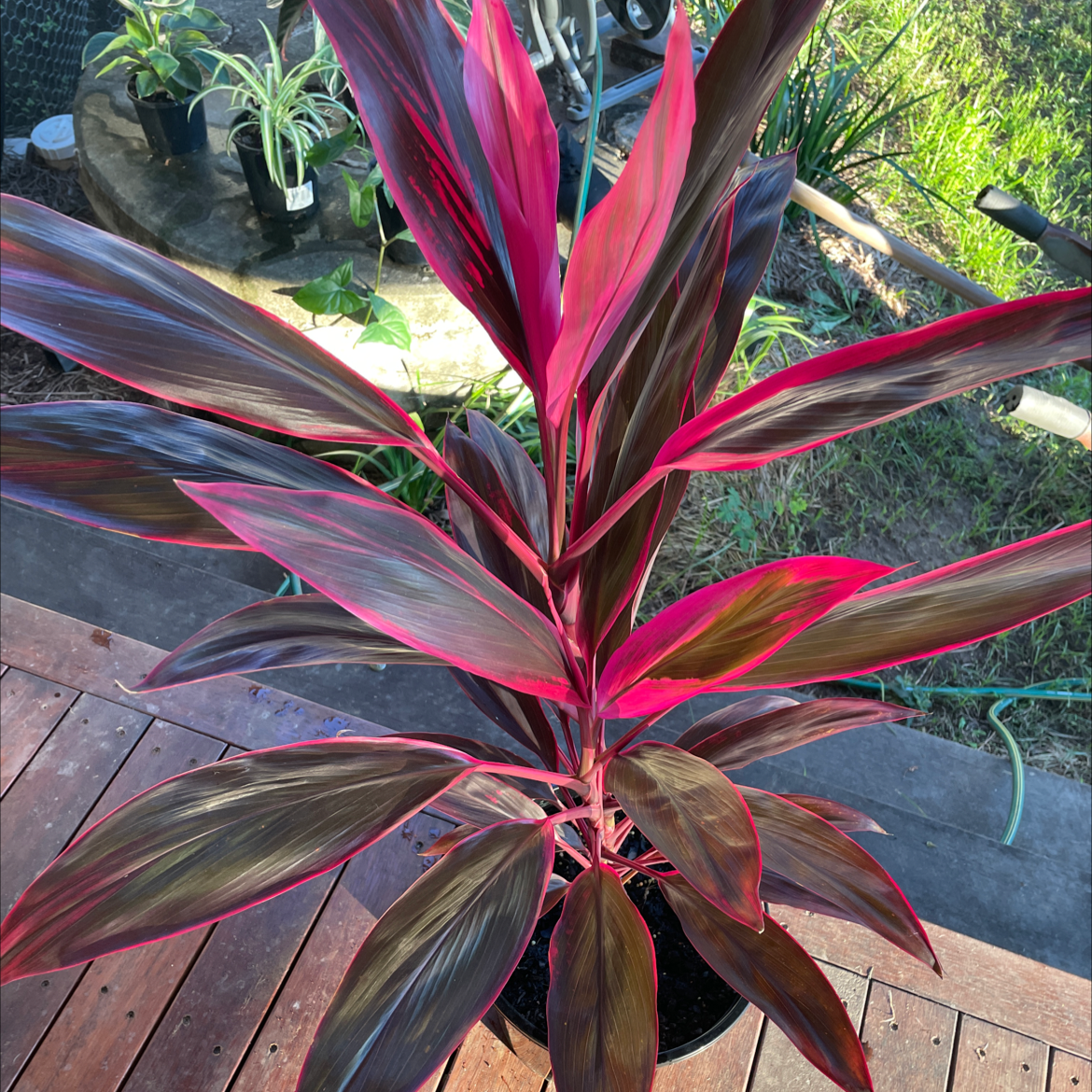 Photo of the plant species Ti Plant by @dogbiskit named Lipstick on Greg, the plant care app