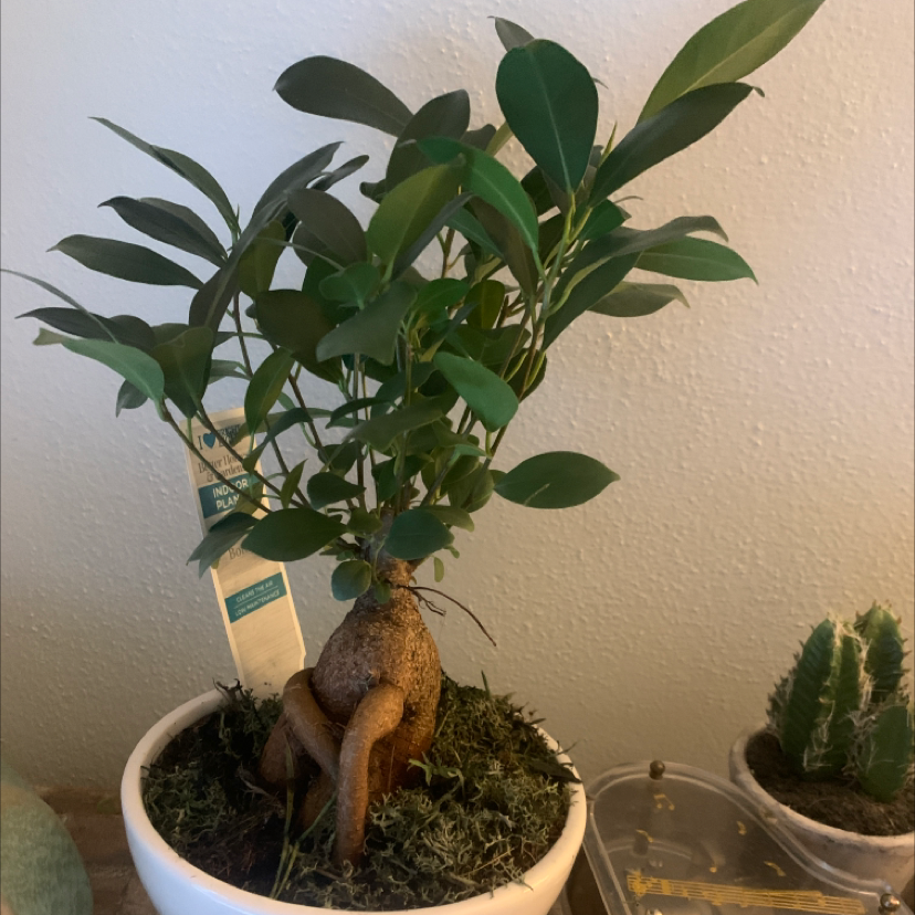 Ficus Ginseng plant photo by @LittleDreamer25 named Herbert Pierce on Greg, the plant care app.