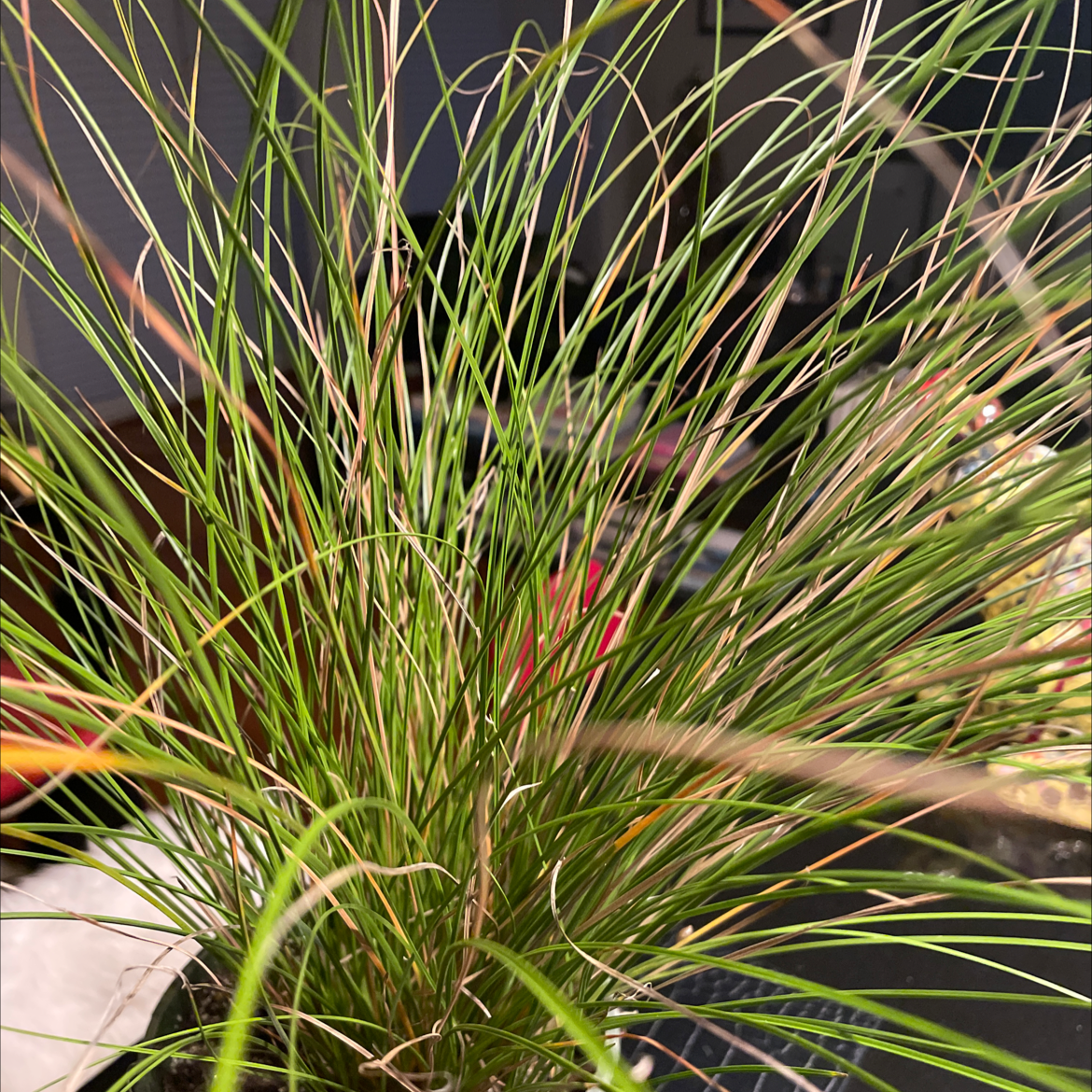 Close-up of Pampas Grass with some browning tips on the leaves.