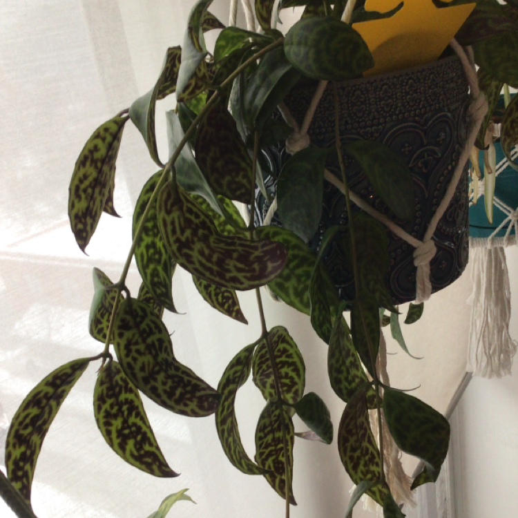 Photo of the plant species Black Pepper Vine by @Jules named Pax on Greg, the plant care app