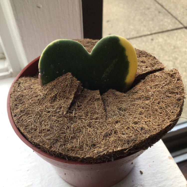 Variegated Heart Leaf Hoya in a pot with coir covering, showing some yellowing at the edges.
