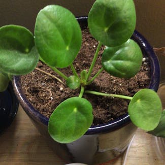 Chinese Money Plant plant in Chicago, Illinois