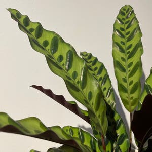 Rattlesnake Plant plant photo by Silvia named Sneaky Snakey on Greg, the plant care app.