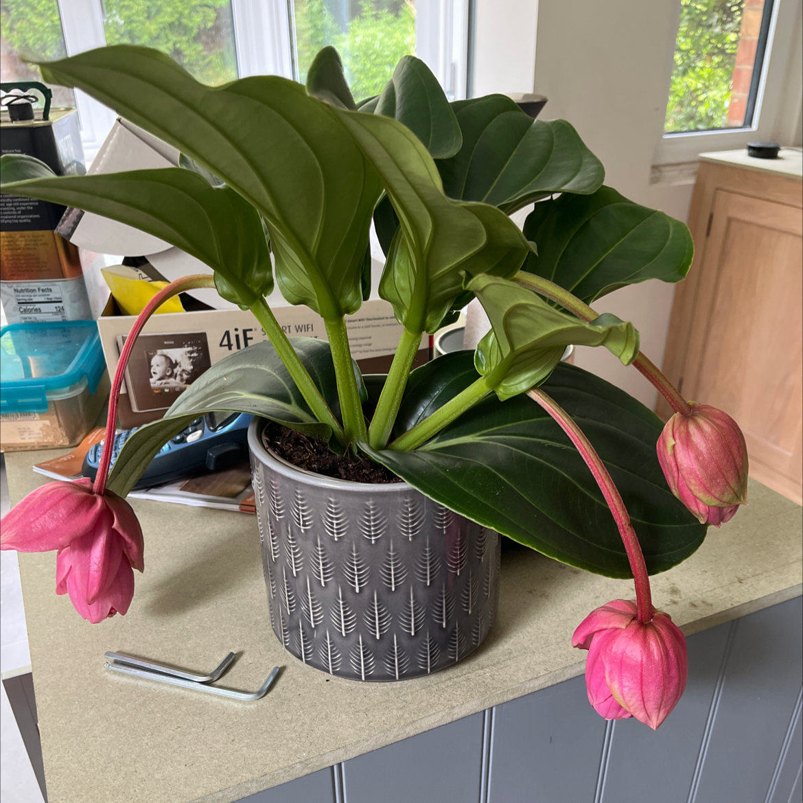 Showy Medinilla plant with large green leaves and pink flowers in a pot on a countertop.