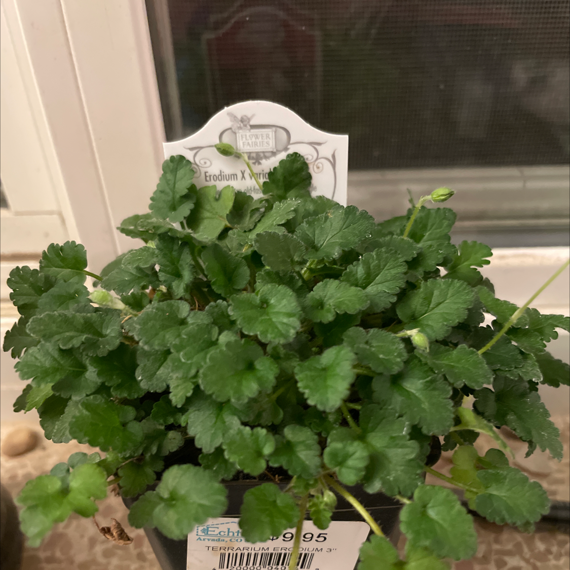Common Stork's Bill plant photo by @Jesuislenuit named Cait’s Plant on Greg, the plant care app.