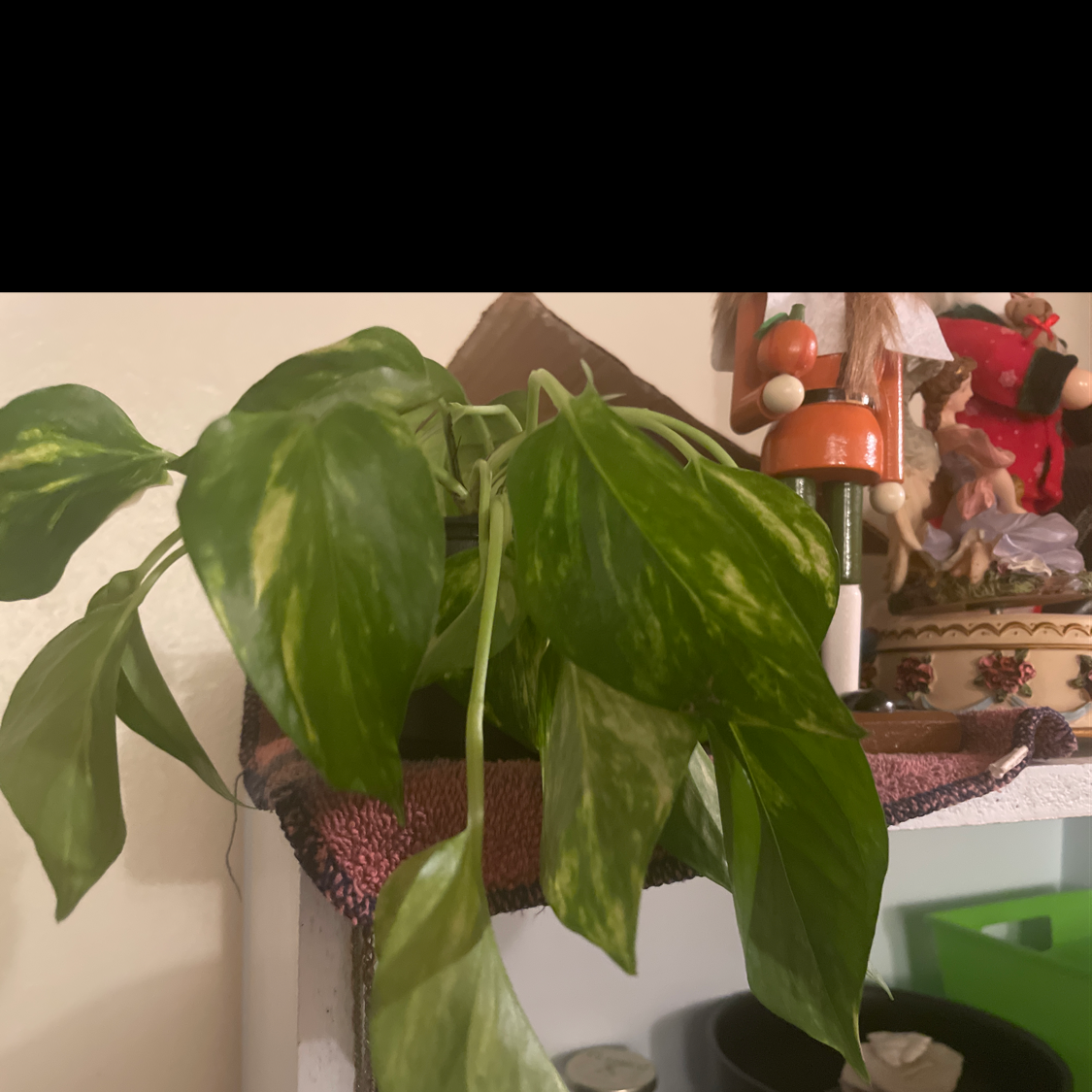 Taro Vine plant photo by @Jesuislenuit named Peter on Greg, the plant care app.