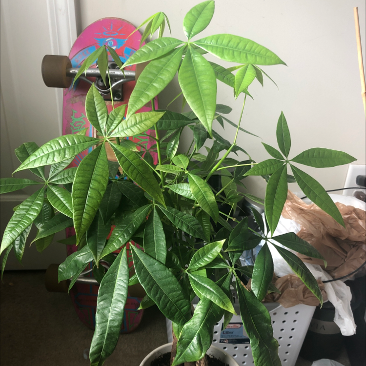 Money Tree plant photo by Nataleigh named Sunny on Greg, the plant care app.