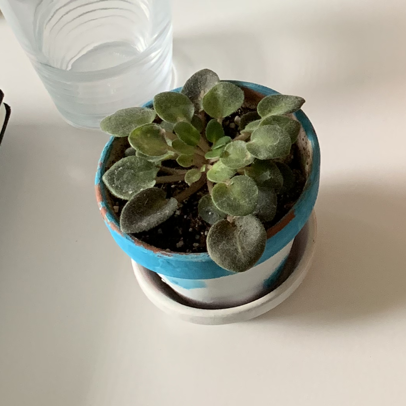 African Violet plant photo by @Juliajenawa named Henry on Greg, the plant care app.