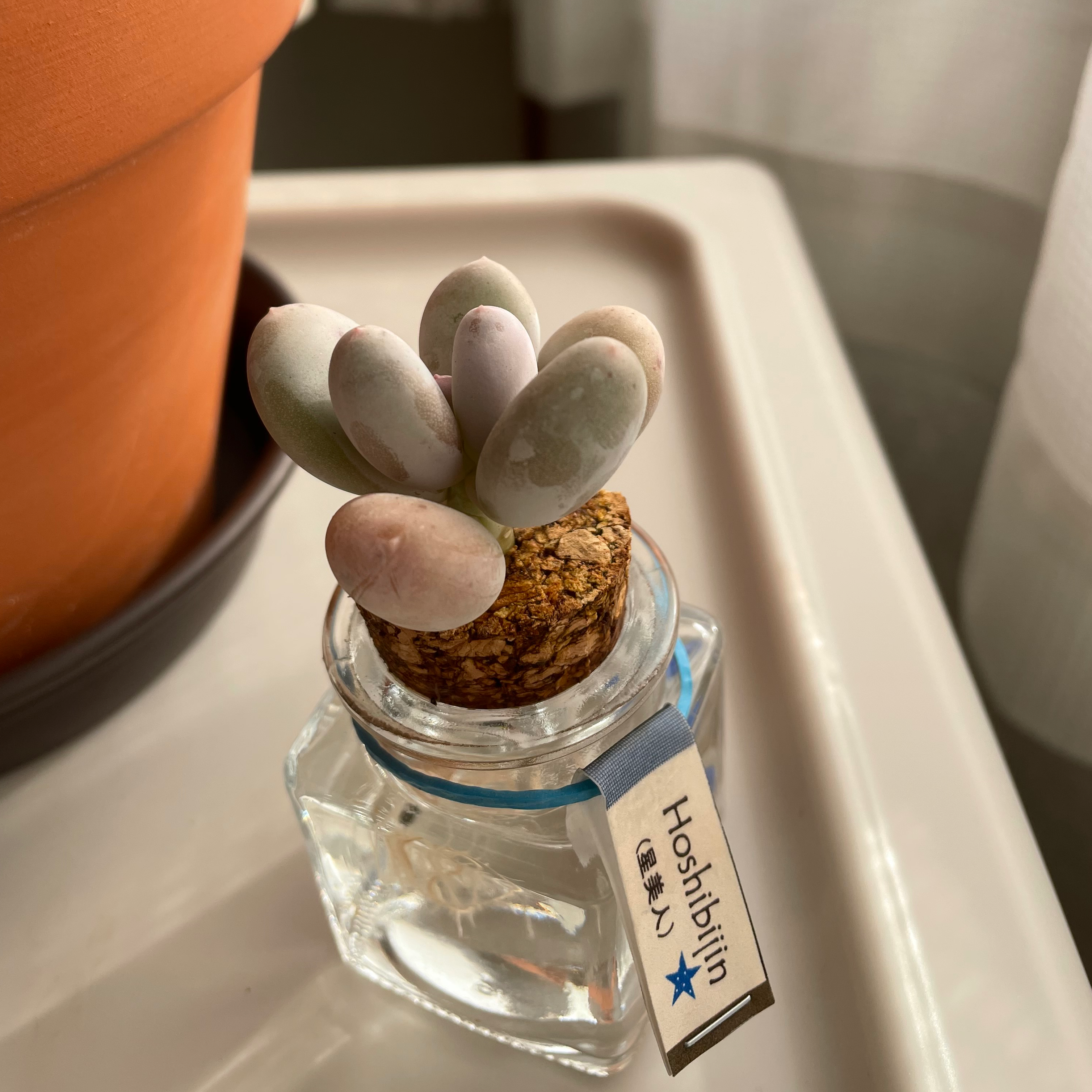 Moonstone plant photo by @strawberrymoon named cassiopeia on Greg, the plant care app.