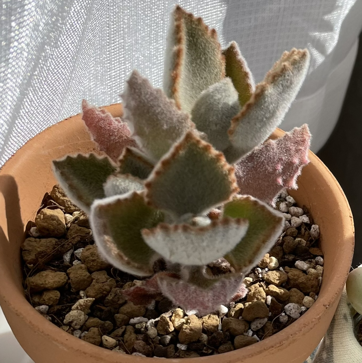 Felt Bush plant photo by @strawberrymoon named io on Greg, the plant care app.