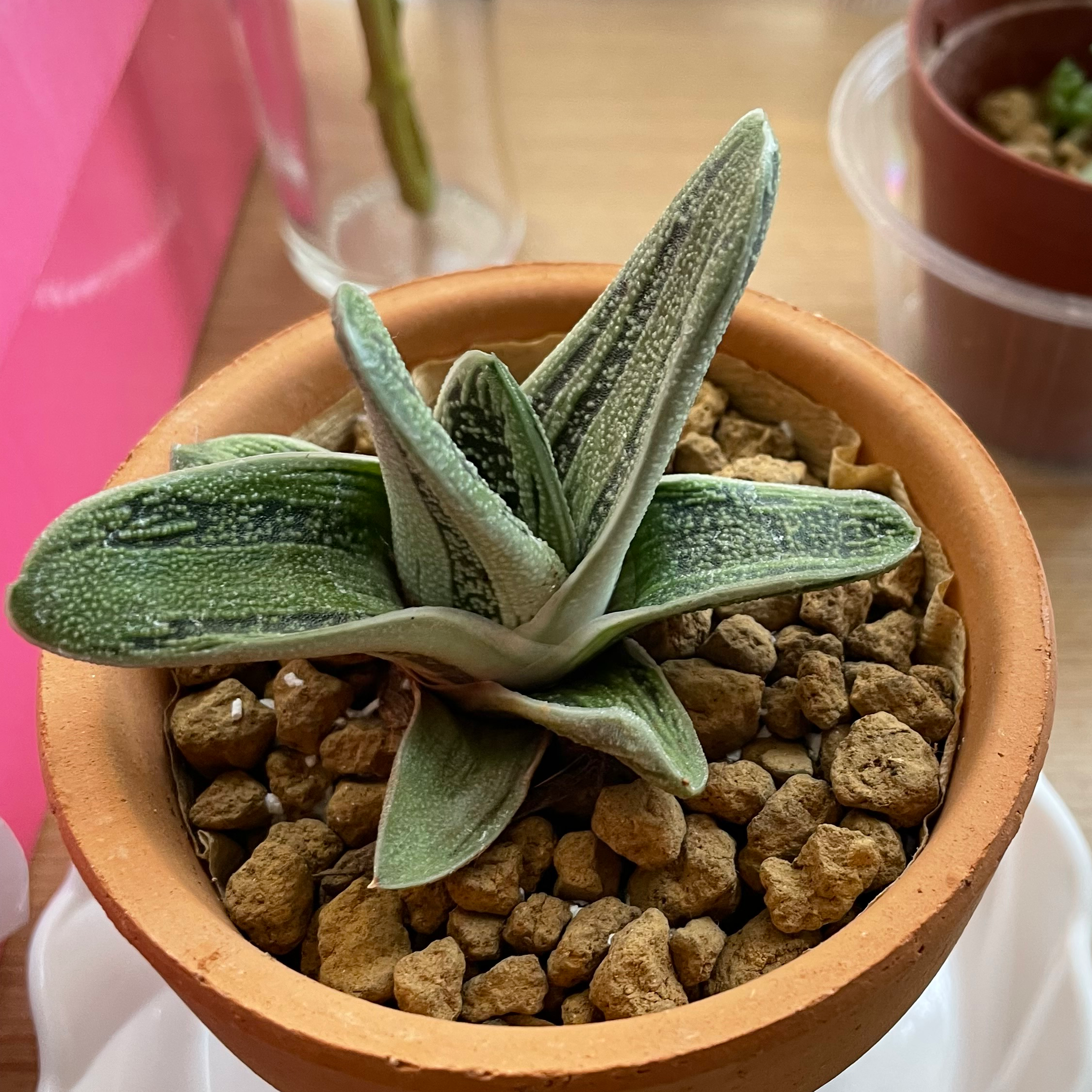 Gasteria 'Little Warty' plant in a terracotta pot with rocky soil, healthy leaves.