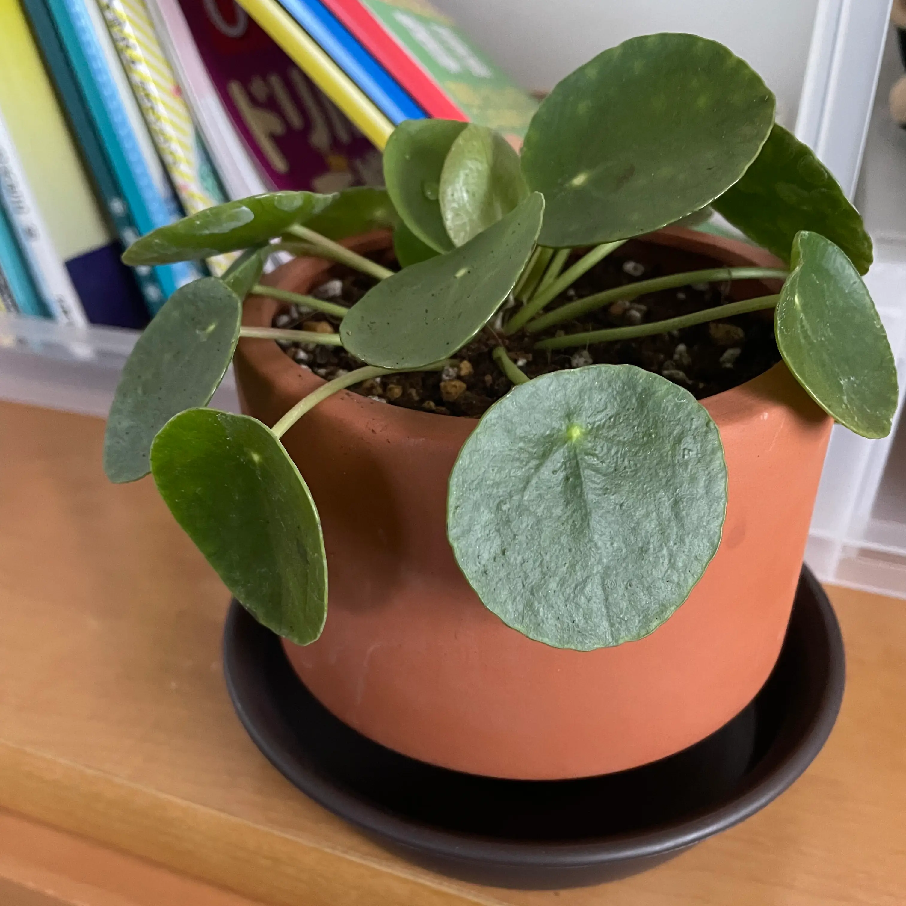 Chinese Money Plant plant photo by @strawberrymoon named pepperoni 🍕 on Greg, the plant care app.